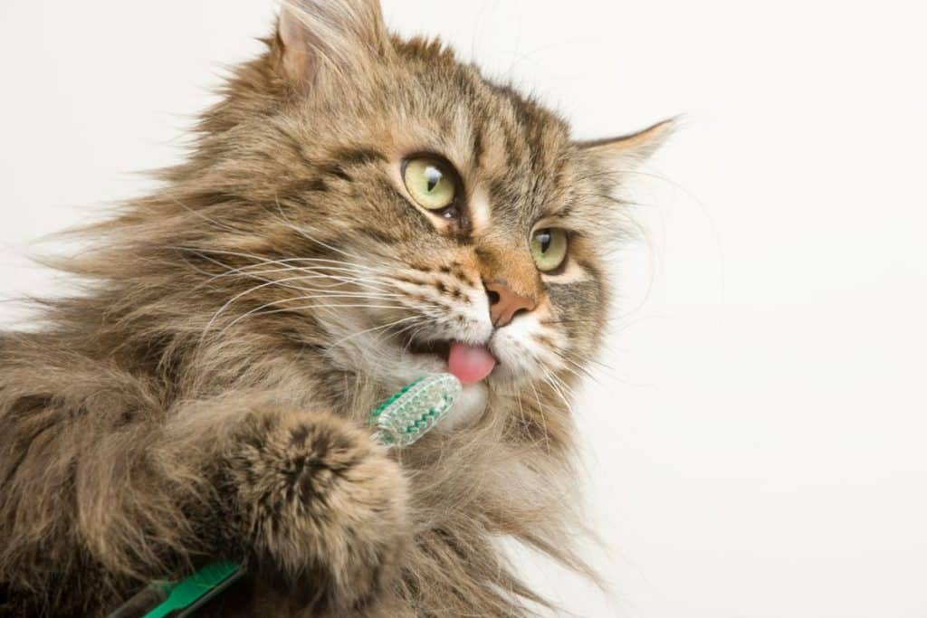 9 Common Health Problems With Maine Coon Cats - MaineCoon.org