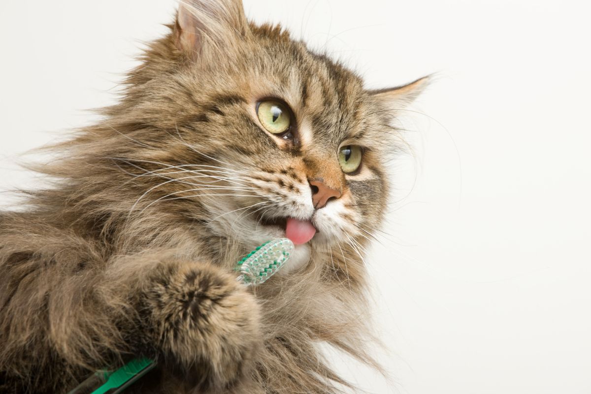 A brown fluffy maine coon licking a tooth brush.