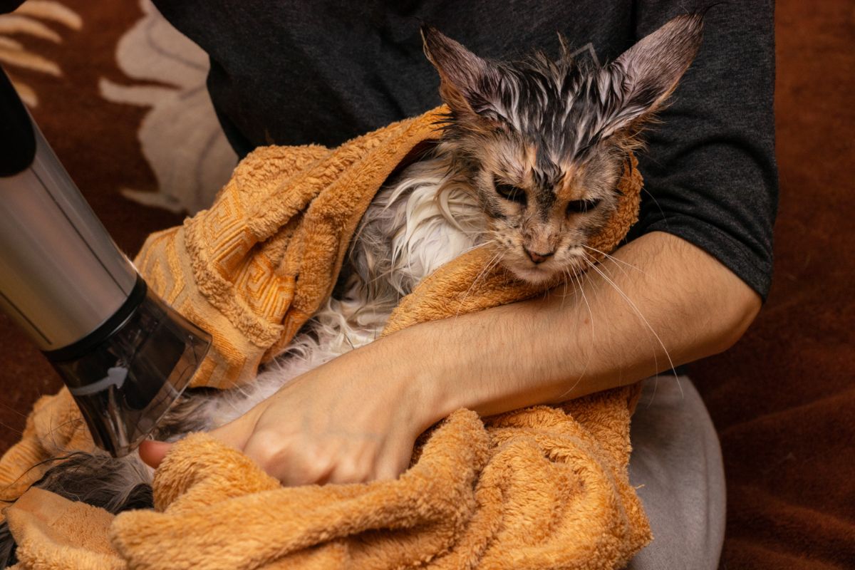 Drying a freshly bathed maine coon by a towel and a hand-dryer.