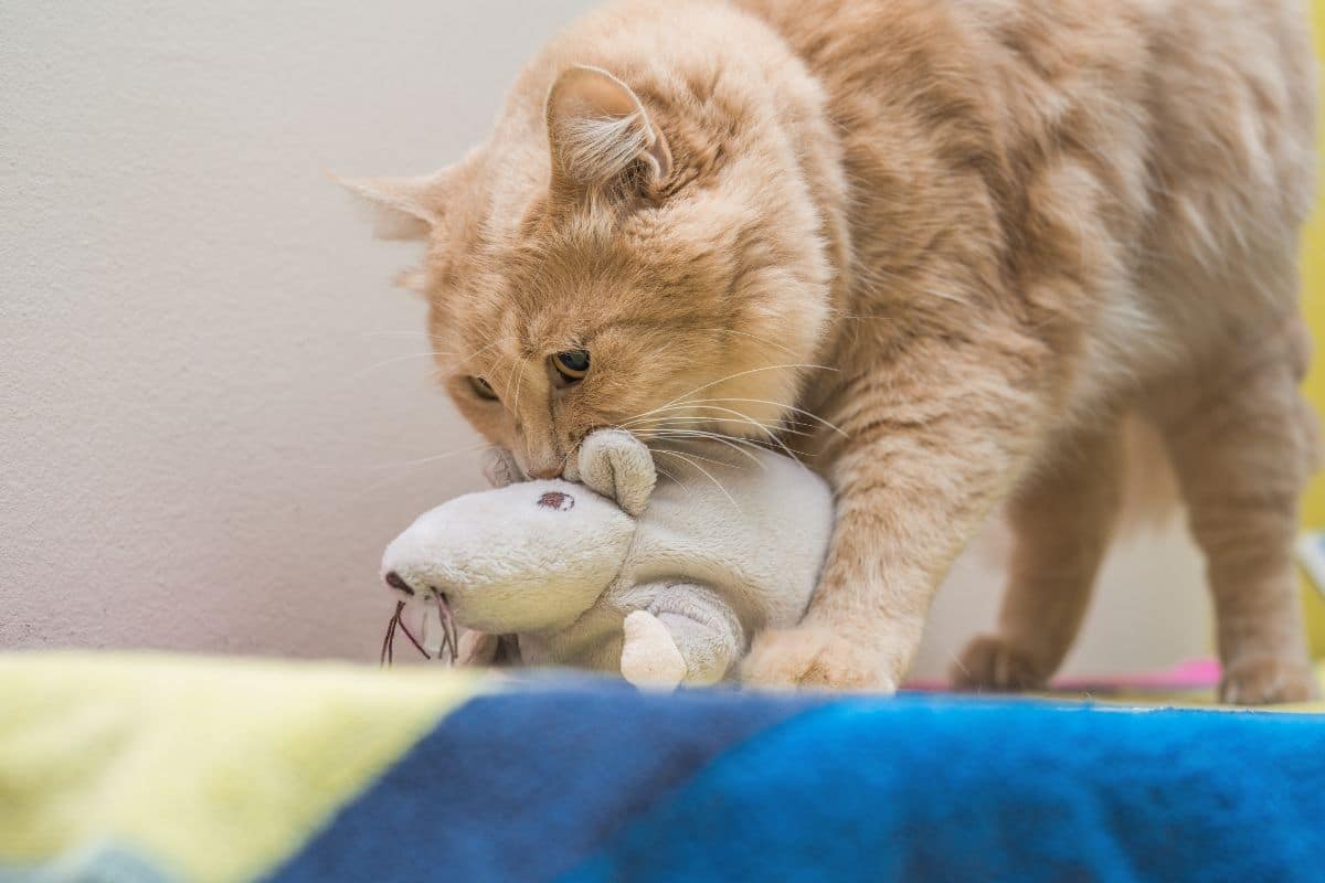 A fluffy ginger maine coon playing with a toy.