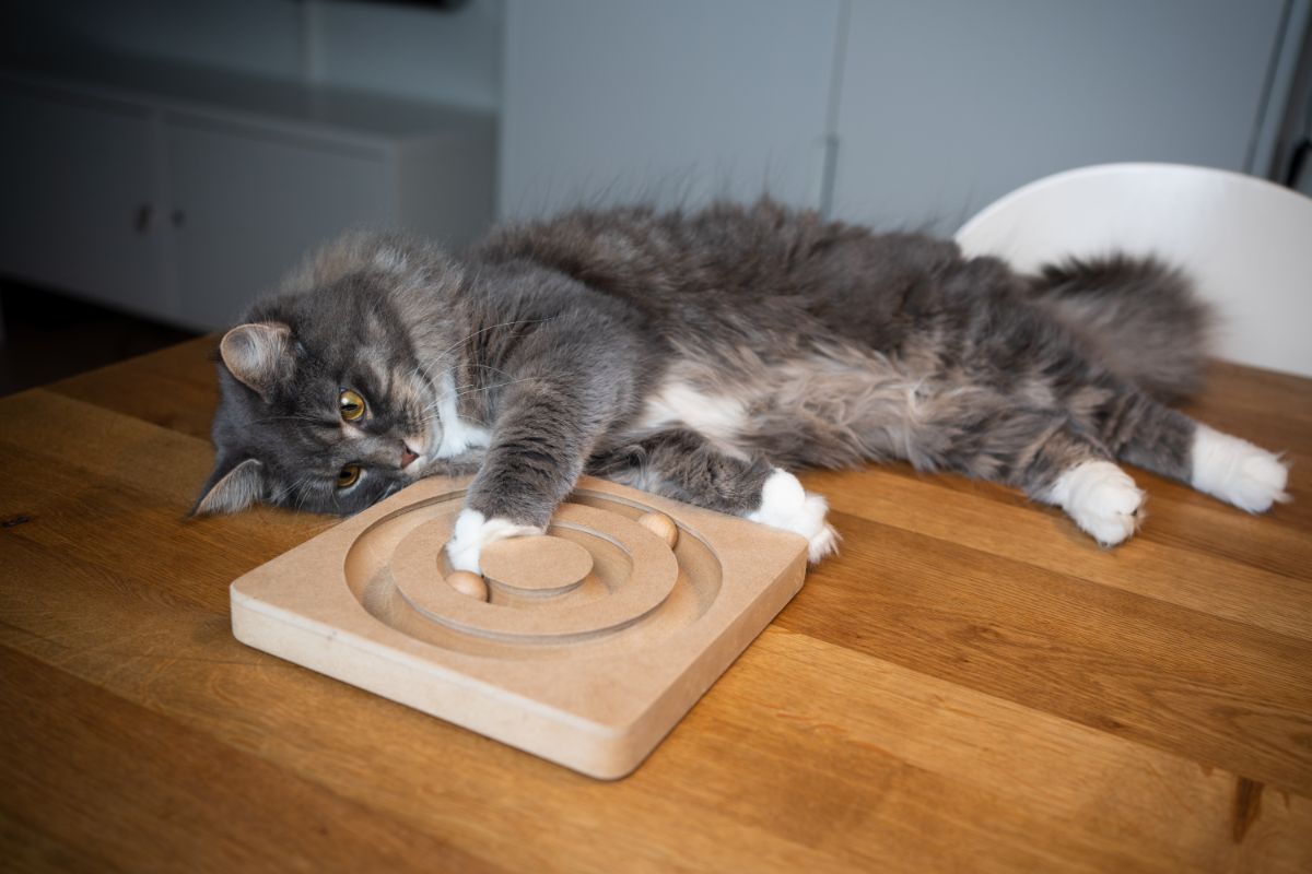 A gray fluffy maine coon cat lying and playing with a toy on a table.