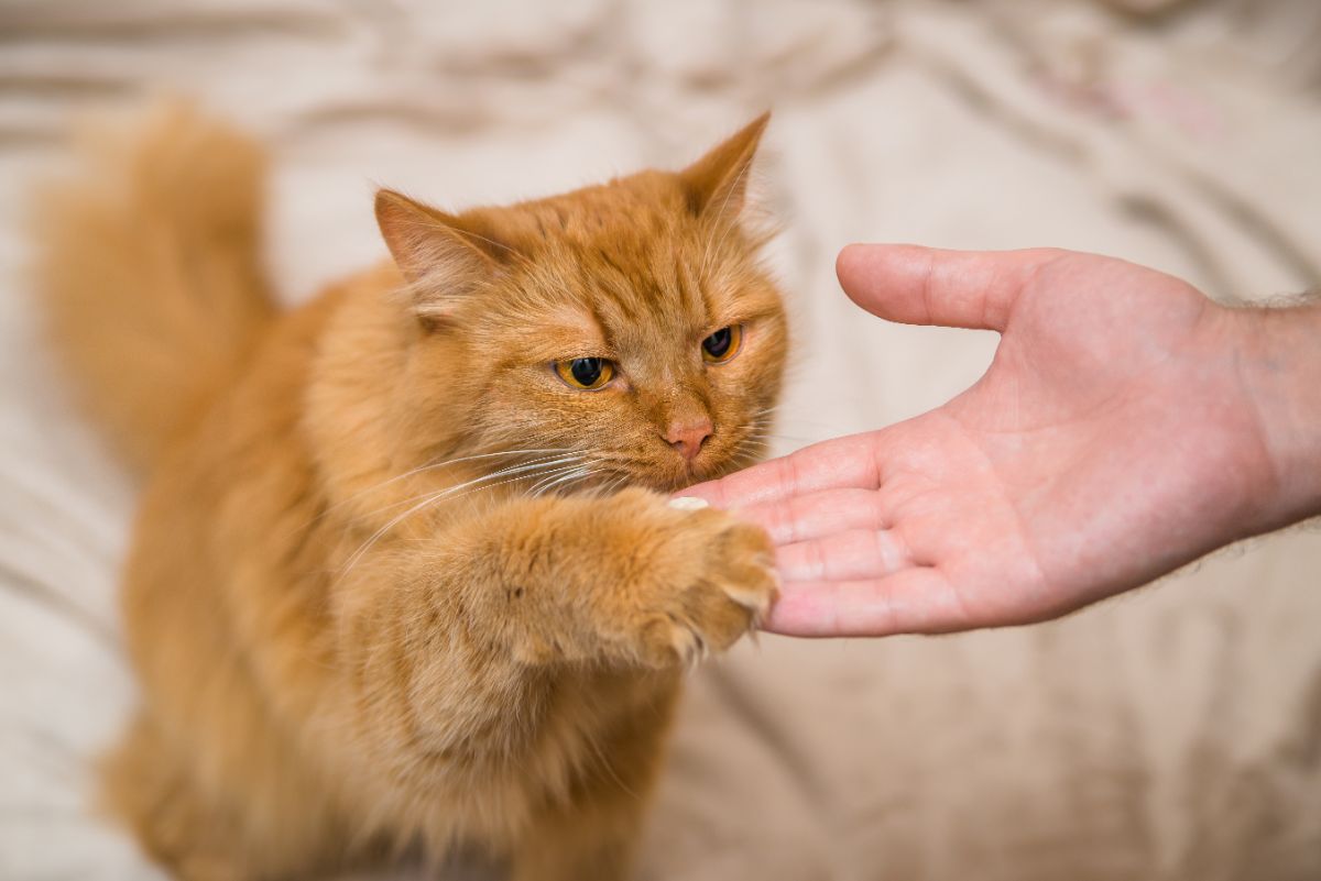 A orange maine coon cat eating from a human hand.