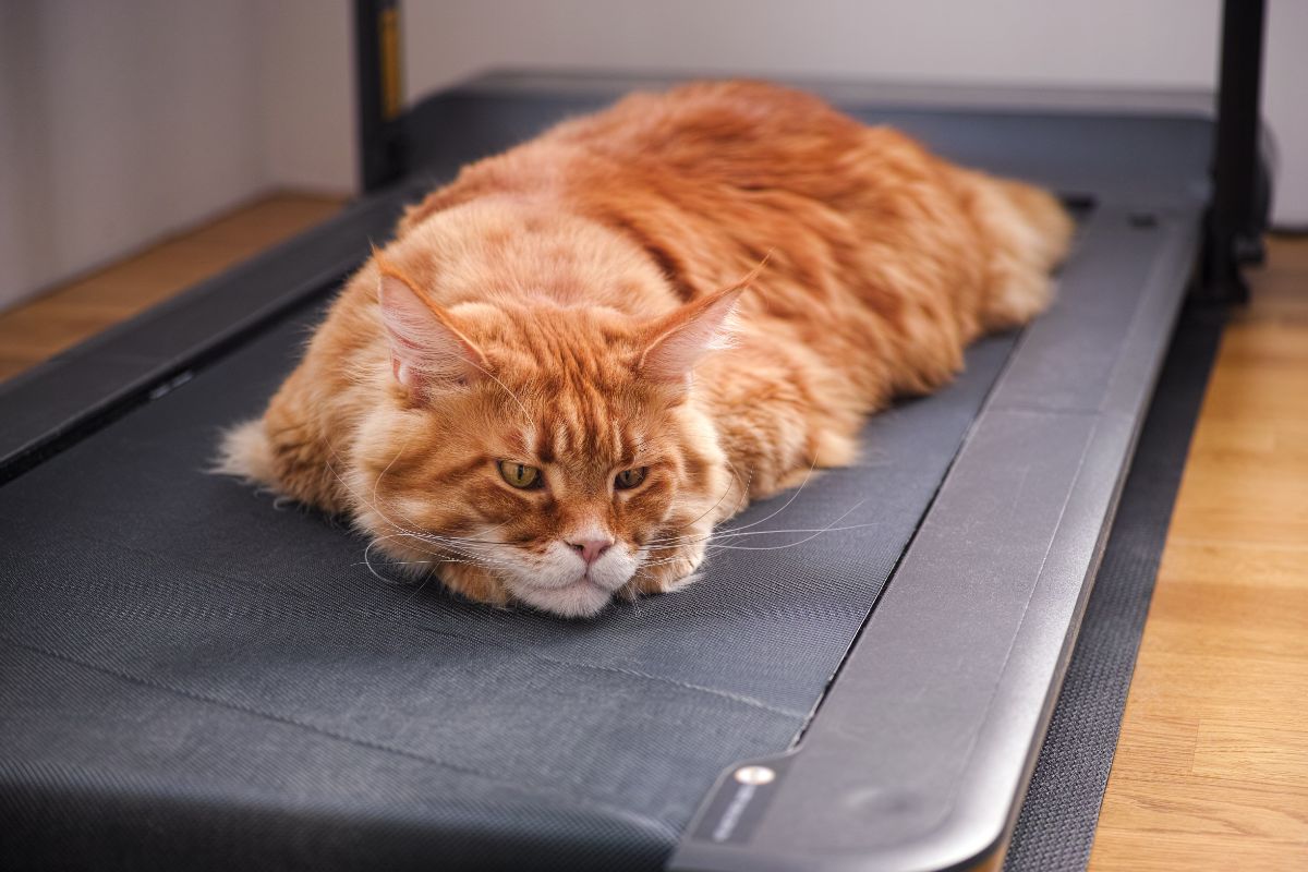 A big orange maine coon lying on a treadmill.