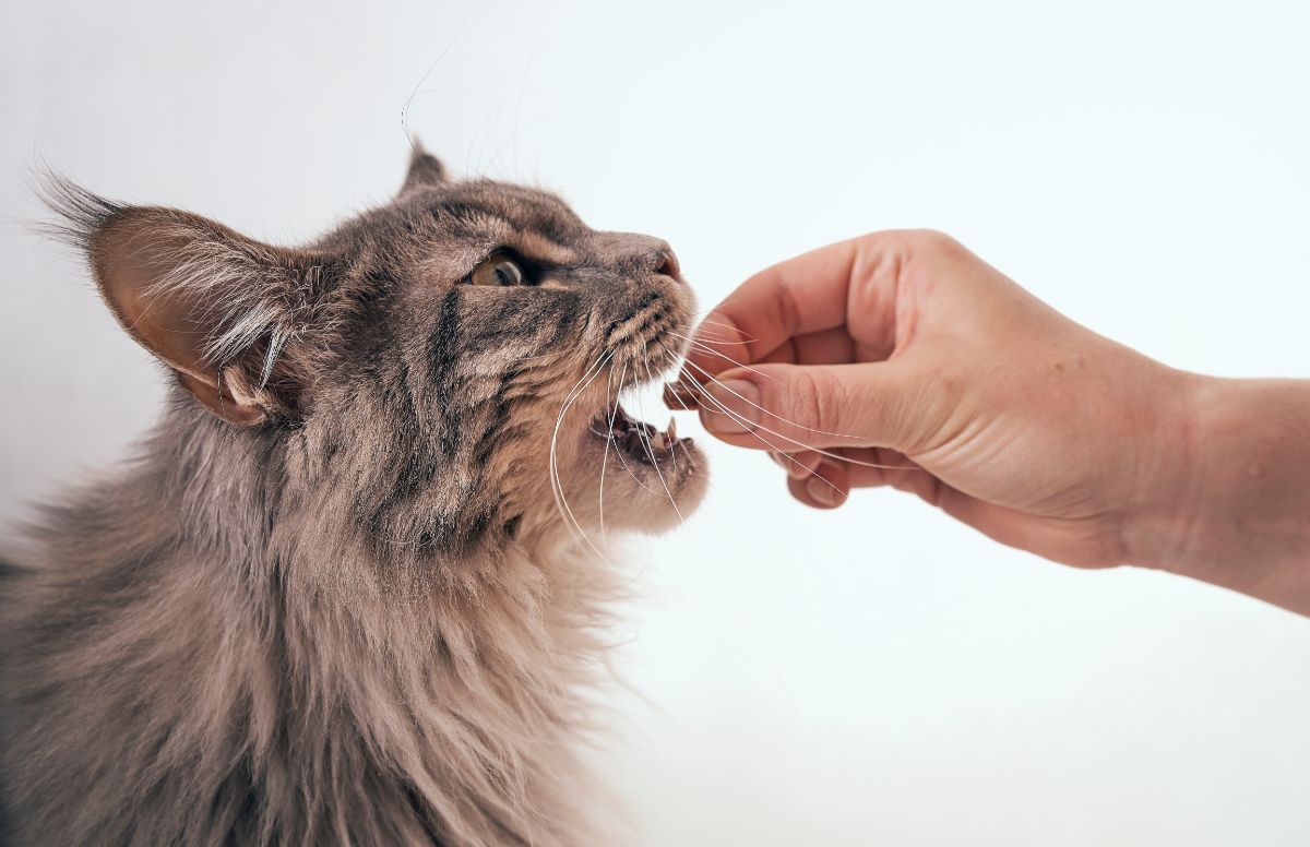 A gray maine coon cat eating a treat from a hand.