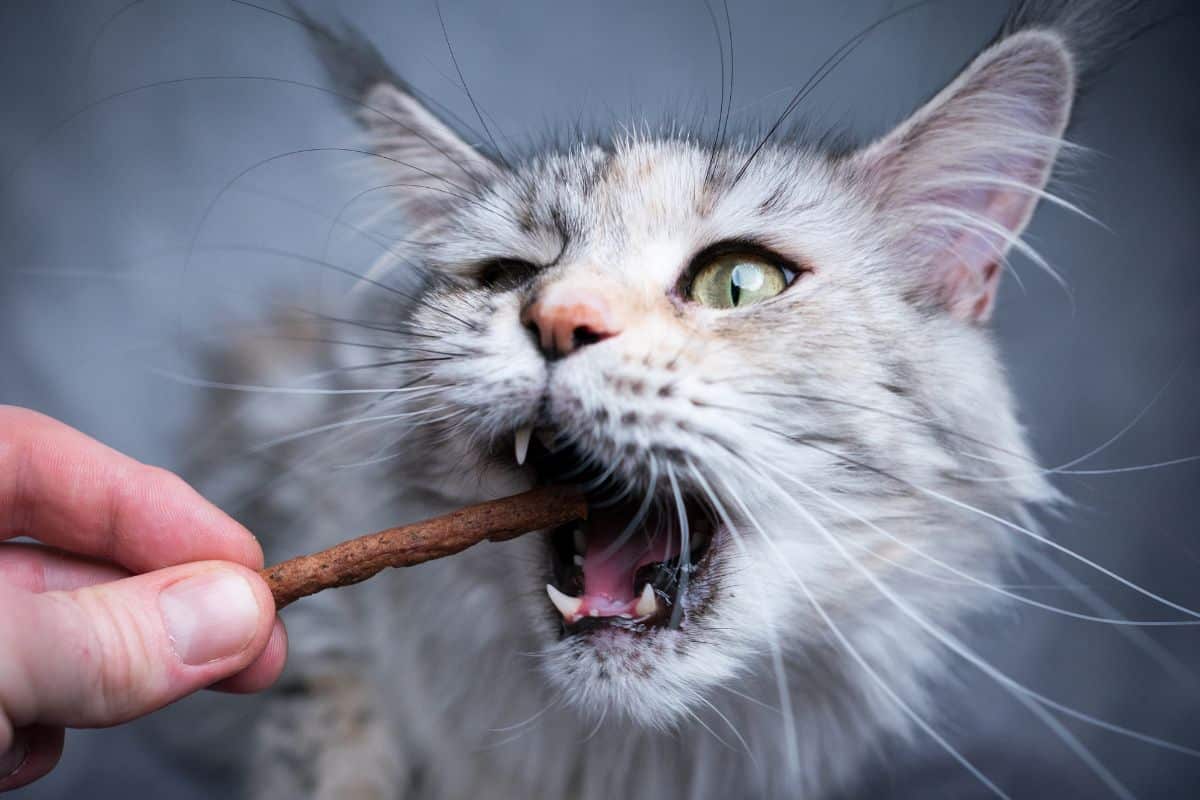 A gray maine coon eating a treat held by hand.