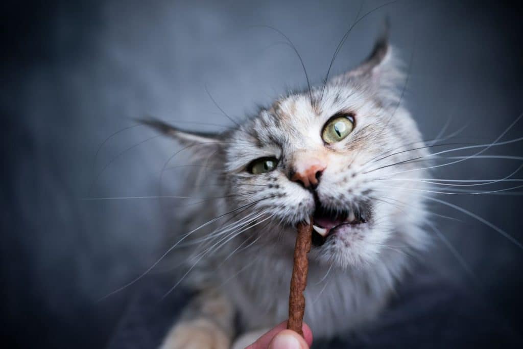 The Best Maine Coon Feeding Schedule (According to Experts)