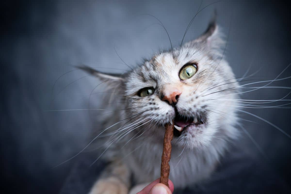 A fluffy gray maine coon eating a stick treat.