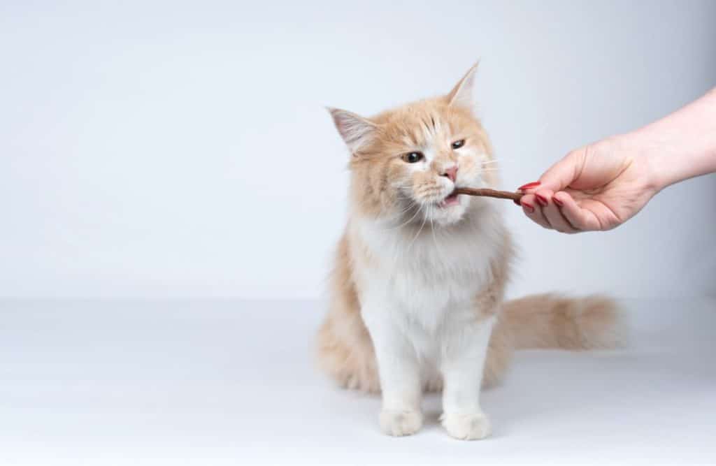 How Much Do Maine Coon Cats Eat in a Day? (7 Surprising Facts