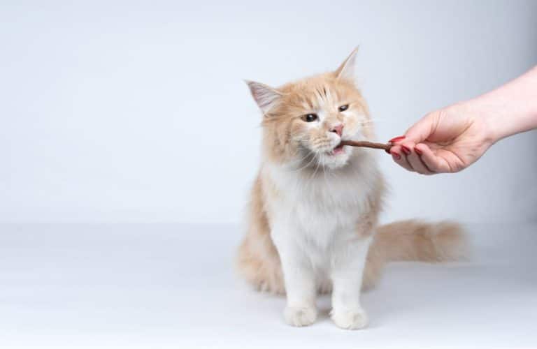 How Much Do Maine Coon Cats Eat in a Day? (7 Surprising Facts