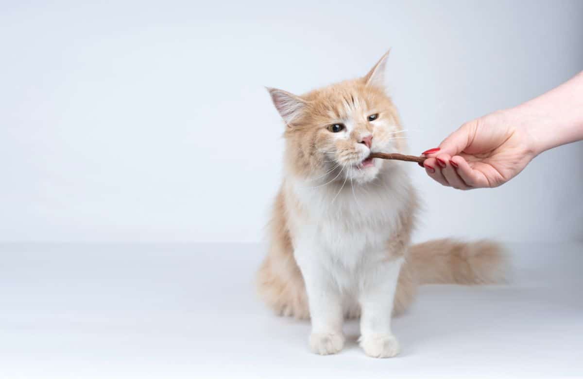 A ginger-white maine coon eating a stick treat from hand.