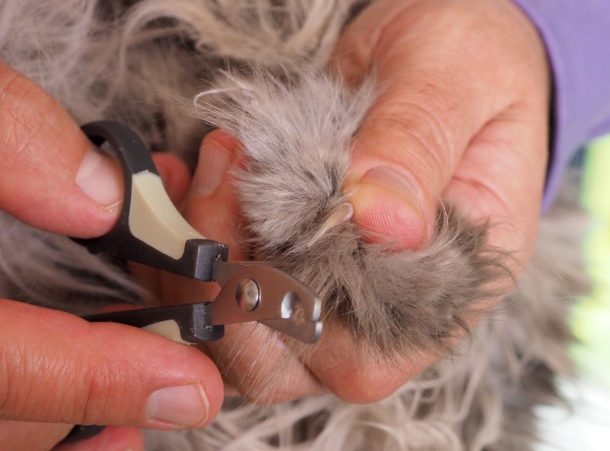Man trimming maine coon nails.