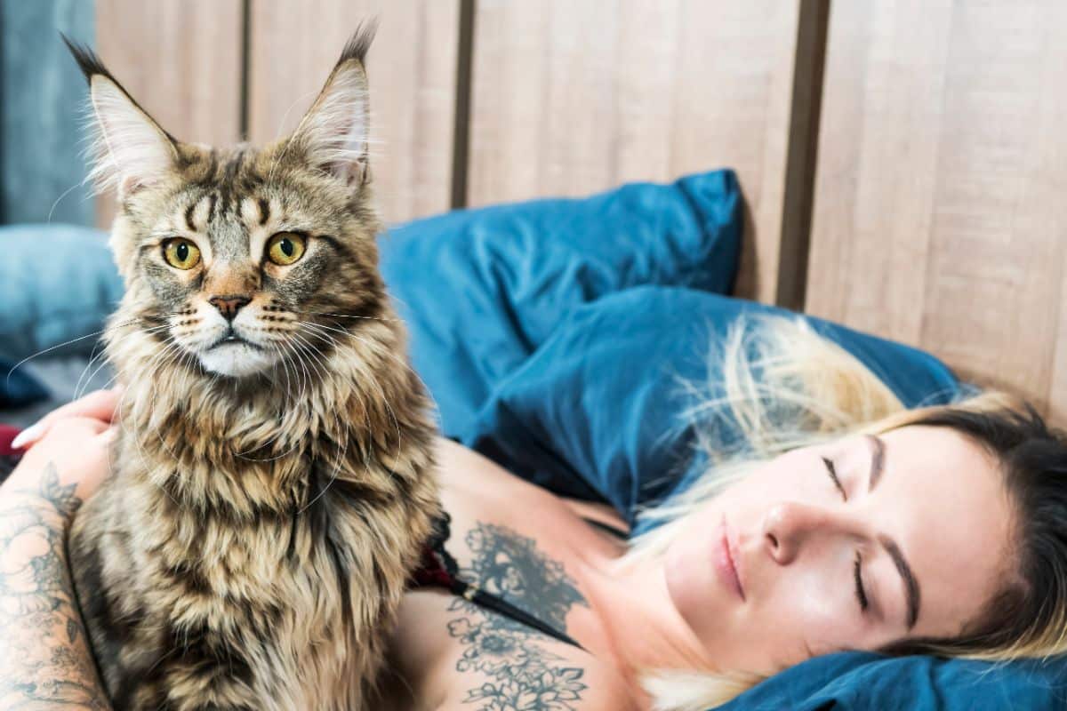 A gray maine coon sitting next to sleeping woman.