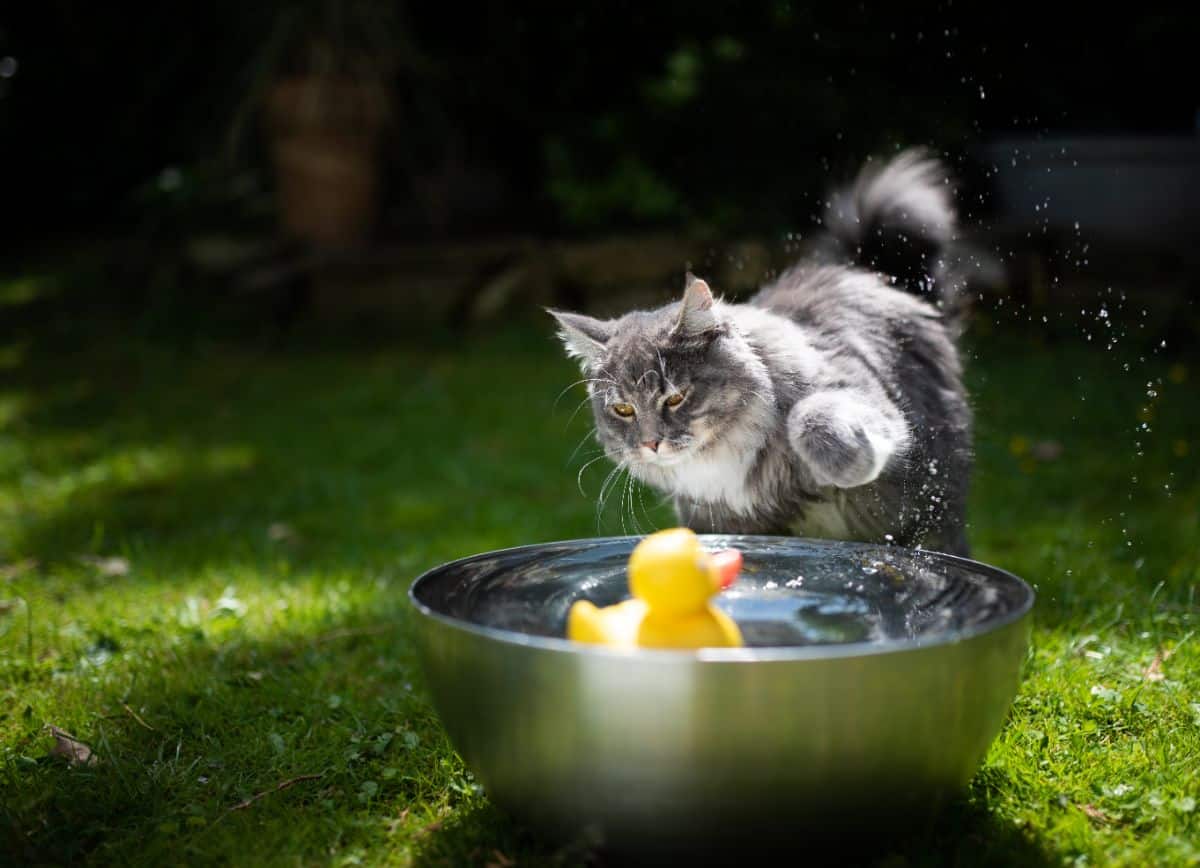 A gray tabby maine coon playing with water in a metal container and a rubber duck.