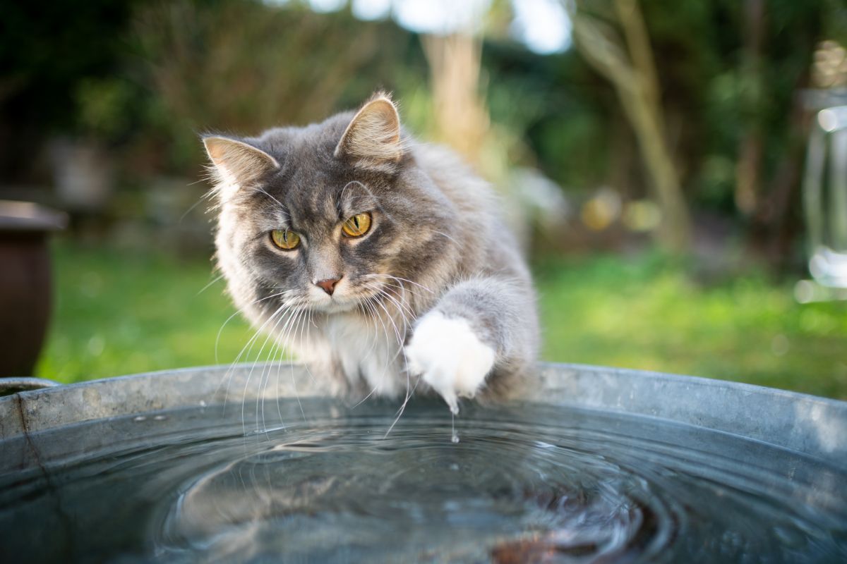 A gray maine coon cat touching water with a paw.