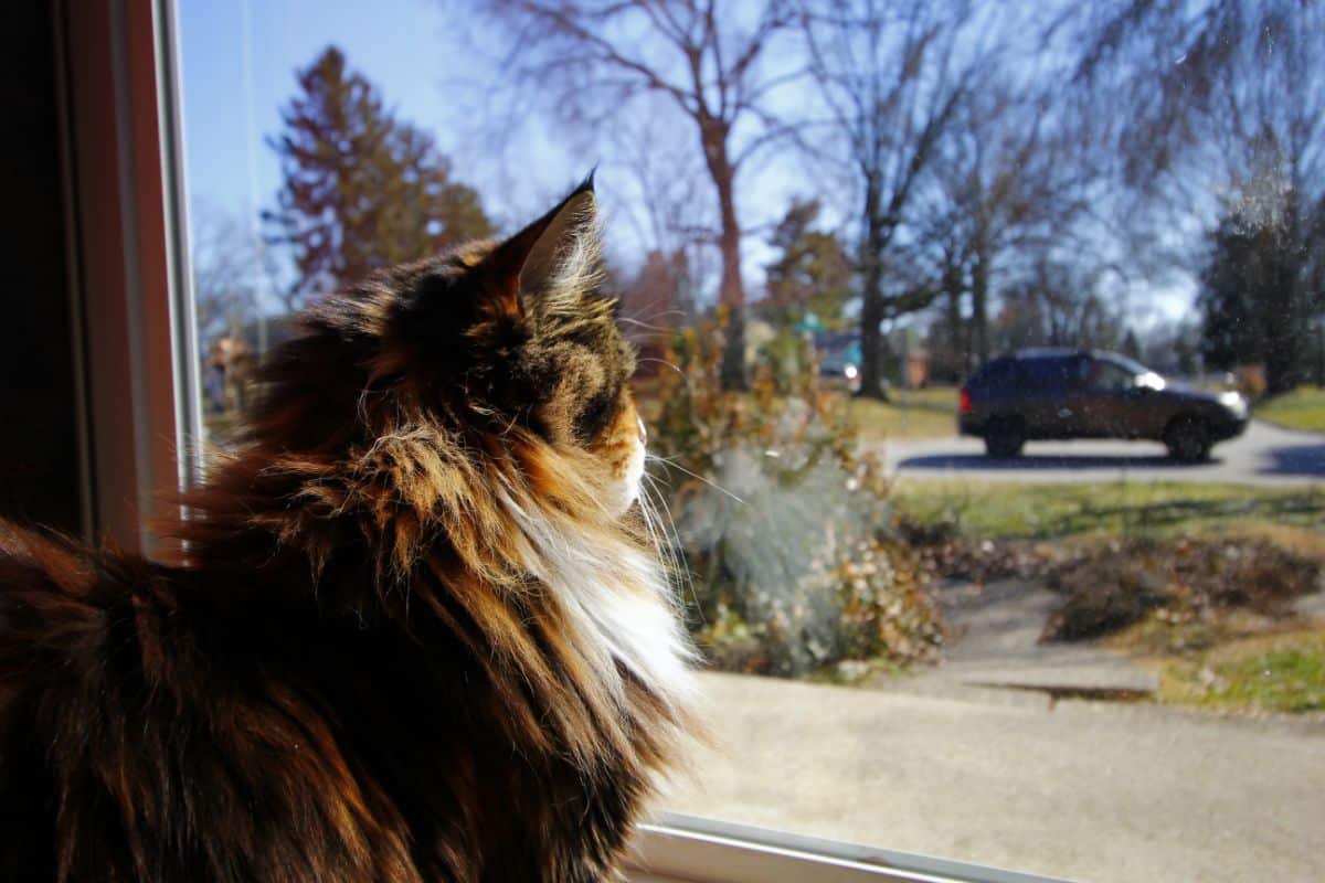 A fluffy browm maine coon looking through a window at a passing car.