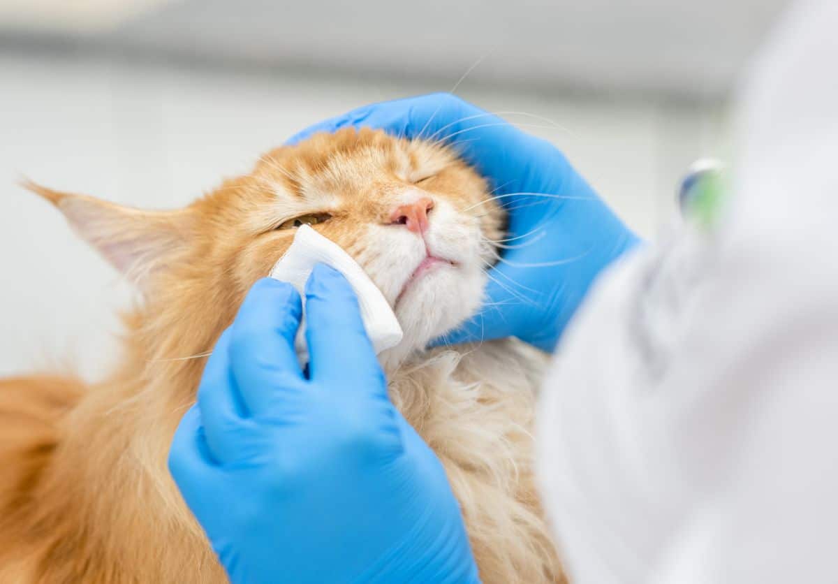 A human with blue gloves wiping a ginger maine coon head.,