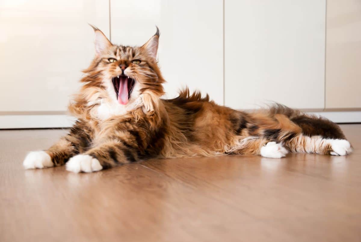 A big brindle yawning maine coon cat lying on a floor.