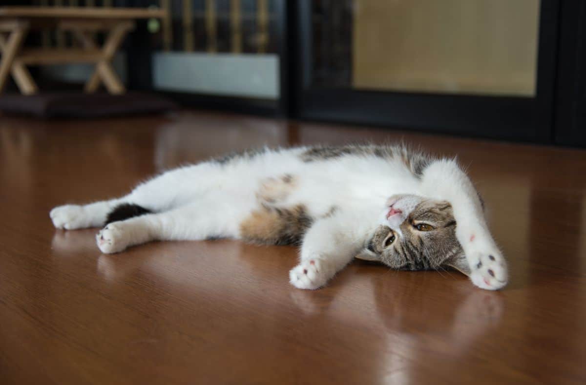 A maine coon kitten lying on a floor.