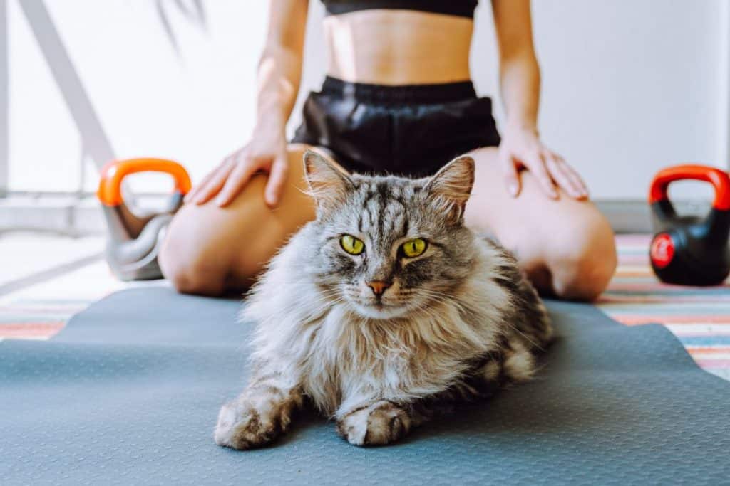 11 Ways To Train a Maine Coon (According to Experts)
