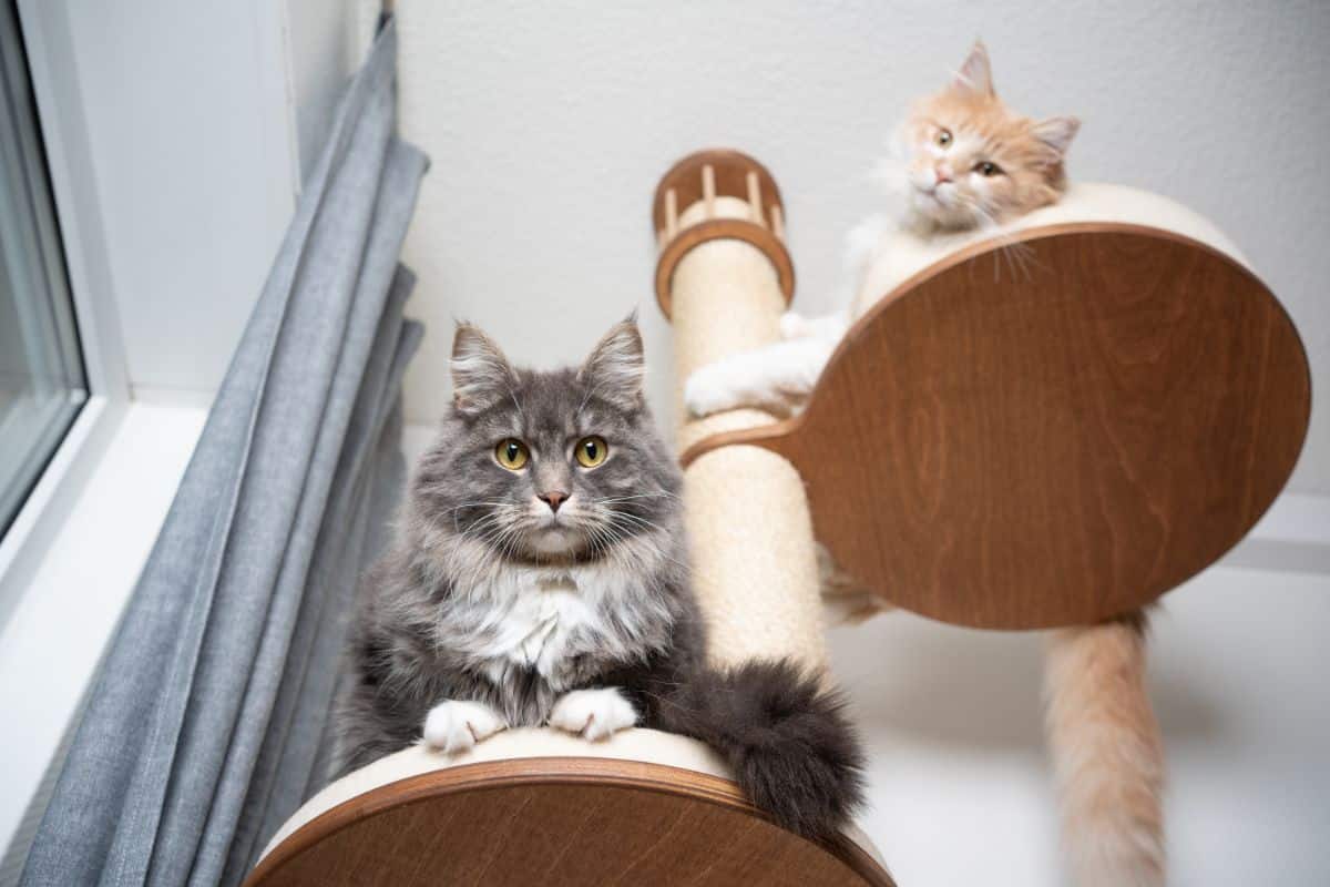 Two big fluffy maine coons relaxing on a cat tree.