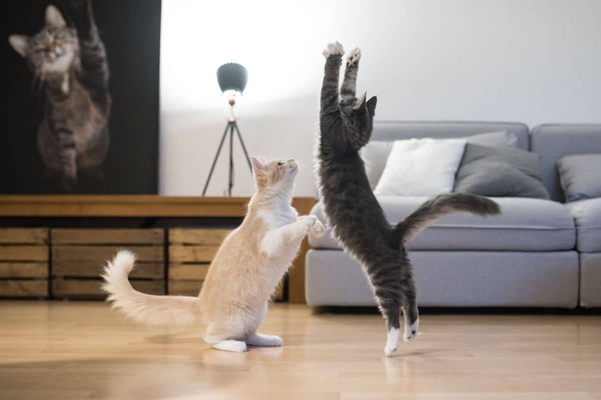 A browm and a ginger maine coons playing in a living room.