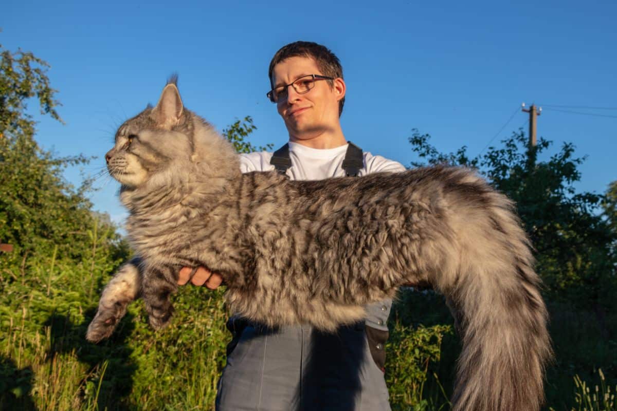 A man holding a huge gray maine coon cat.