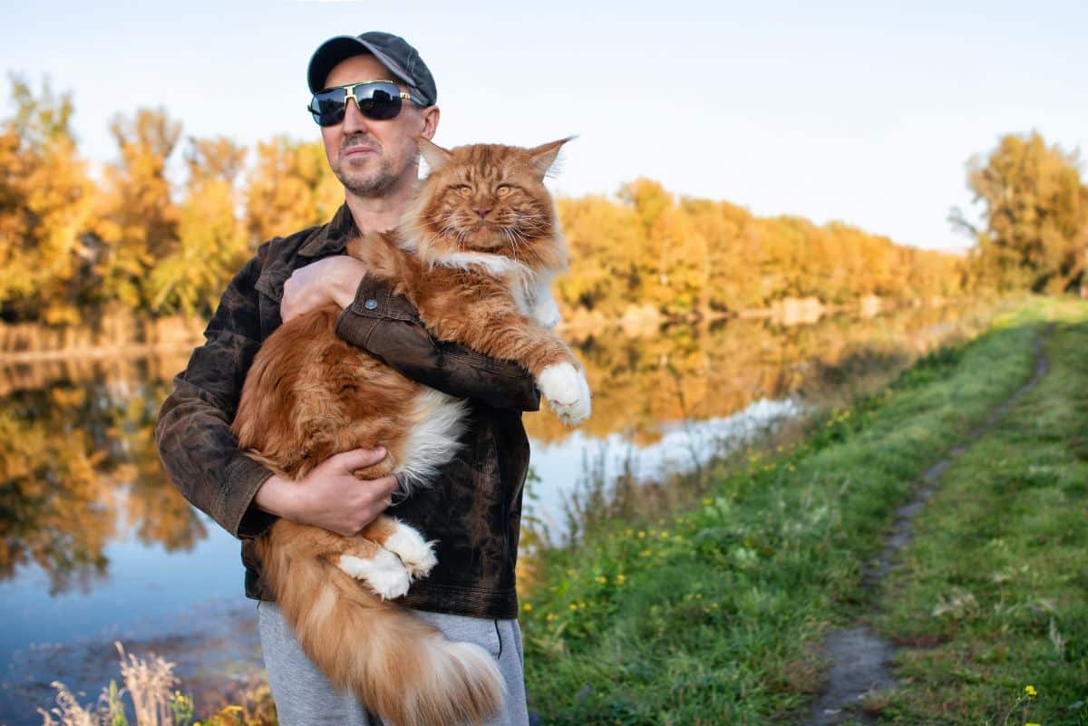 A man holding a huge orange maine coon cate near a river.