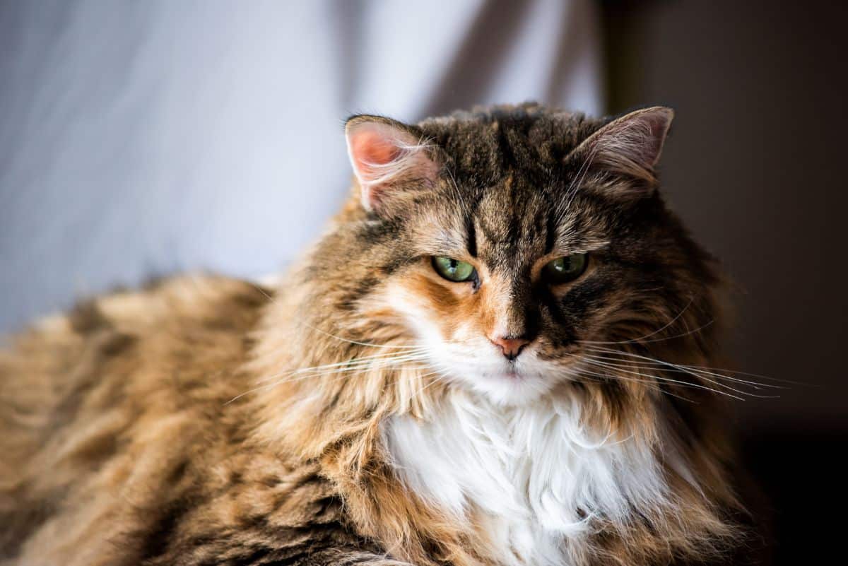 A mean looking brown maine coon.
