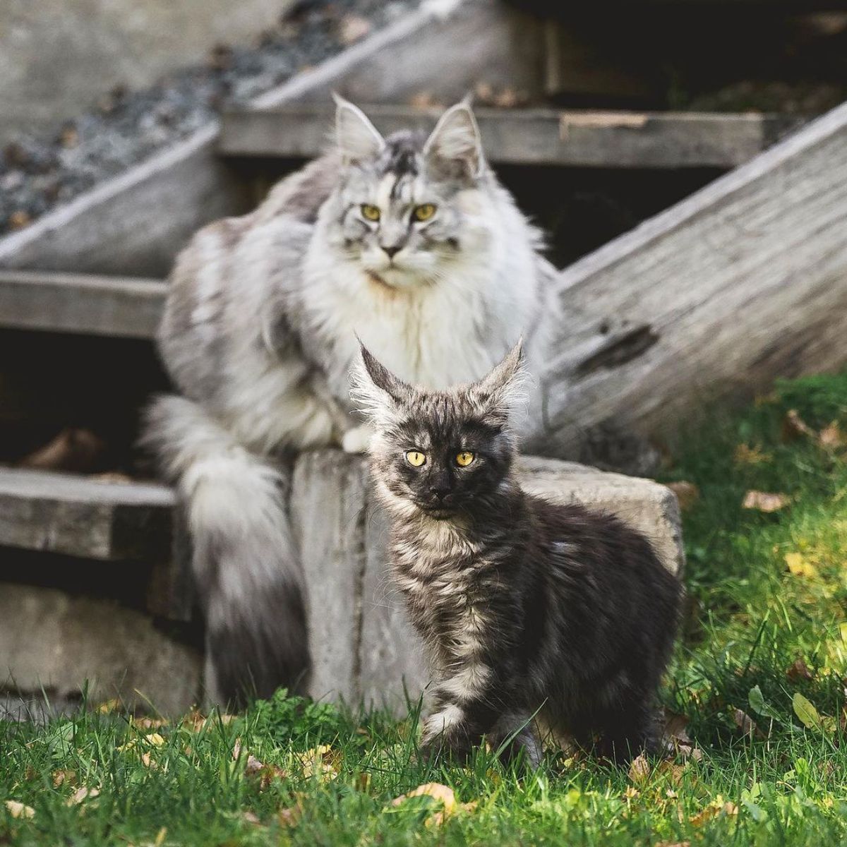 A maine coon kitten and an adult maine coon outdoor.