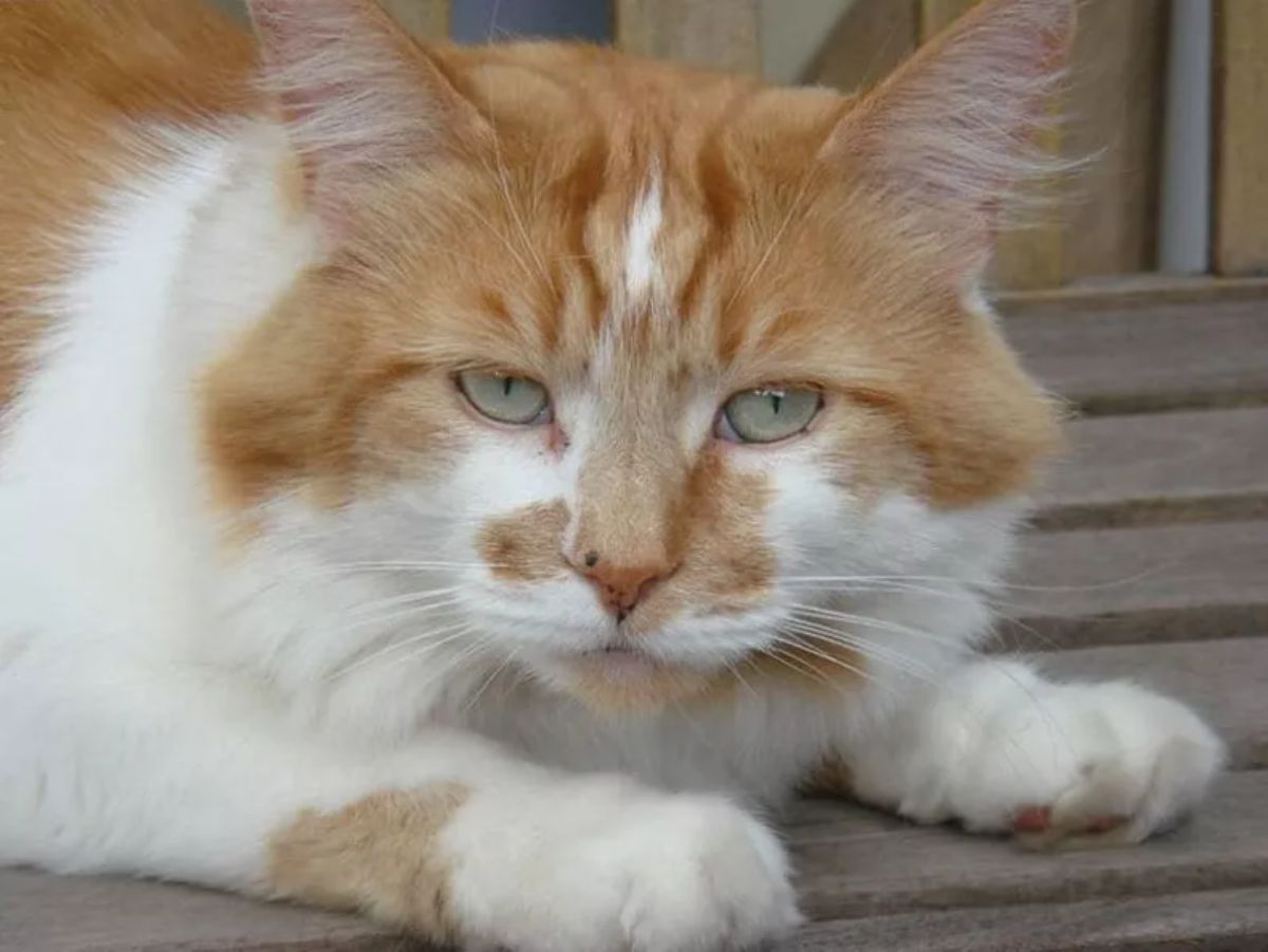 An old ginger maine coon lying on a floor.