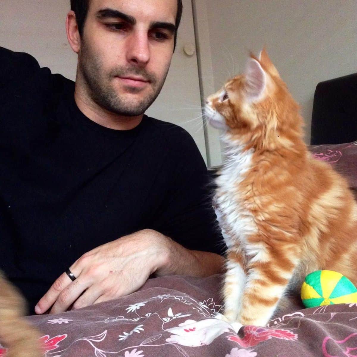 A man and a ginger maine coon laying on a bed .