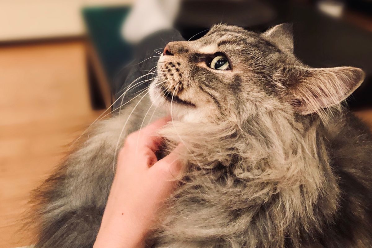 A human hand scratching a fluffy gray maine coon.