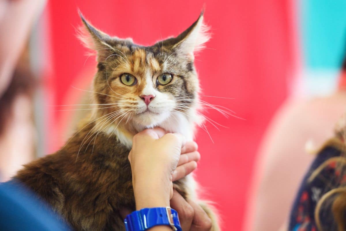 A human petting a brown fluffy maine coon.