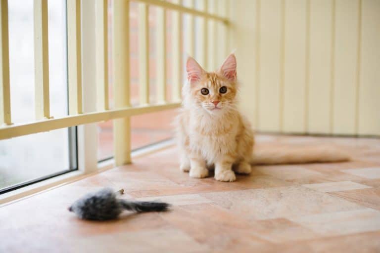 Did Your Maine Coon Bite You? (Here are 7 Reasons Why)