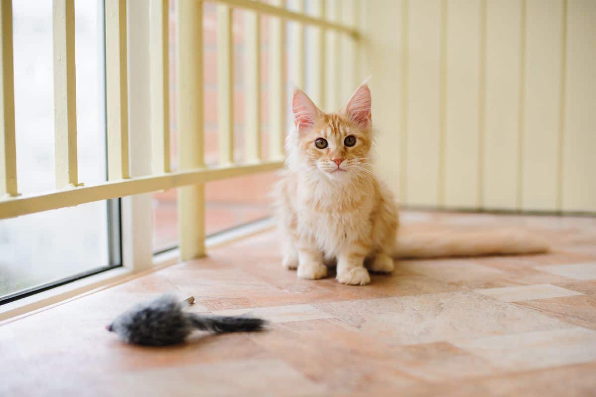 A ginger maine coon sitting on a floor near a cat toy.