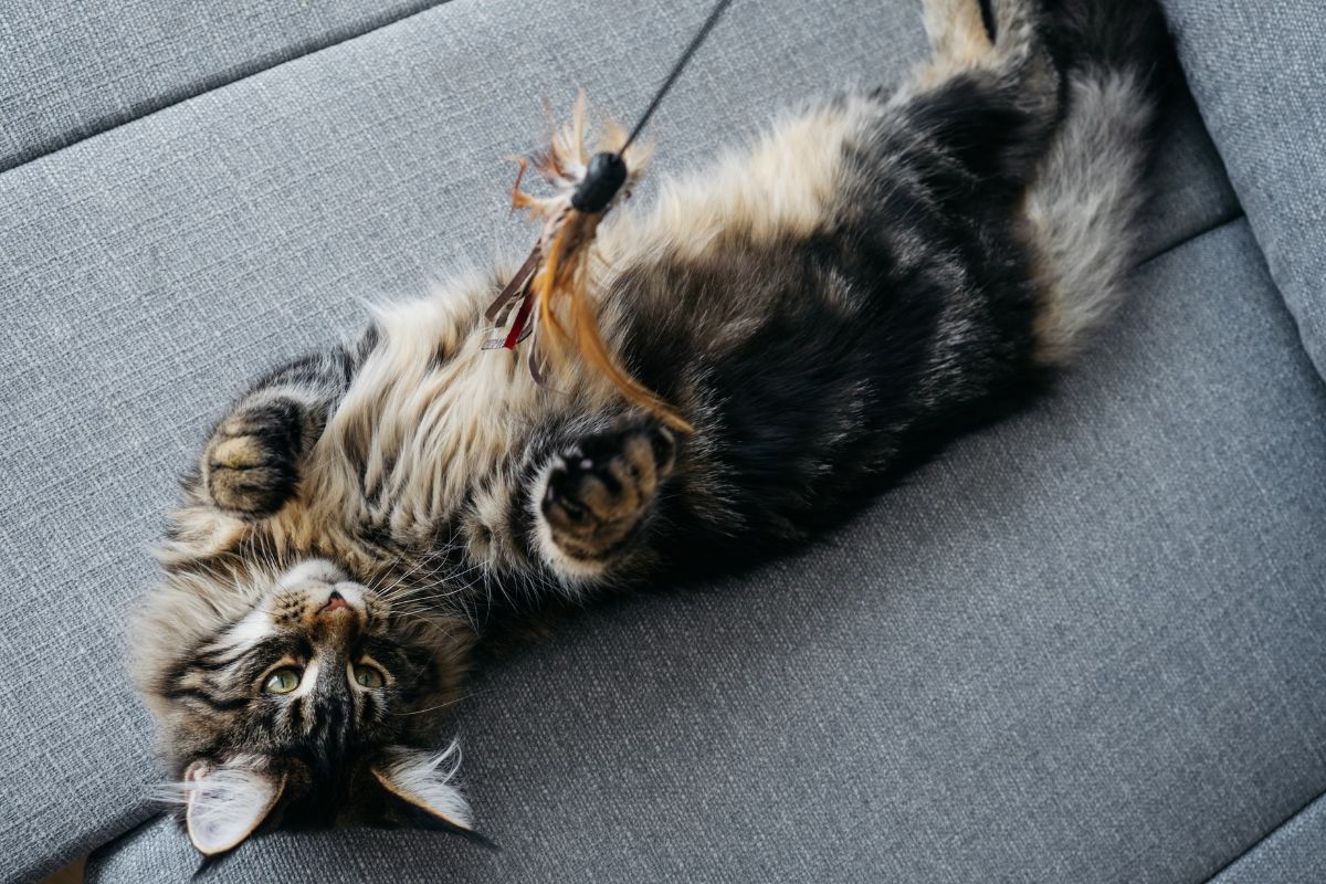 A gray maine coon lying on a sofa and playing with a toy.