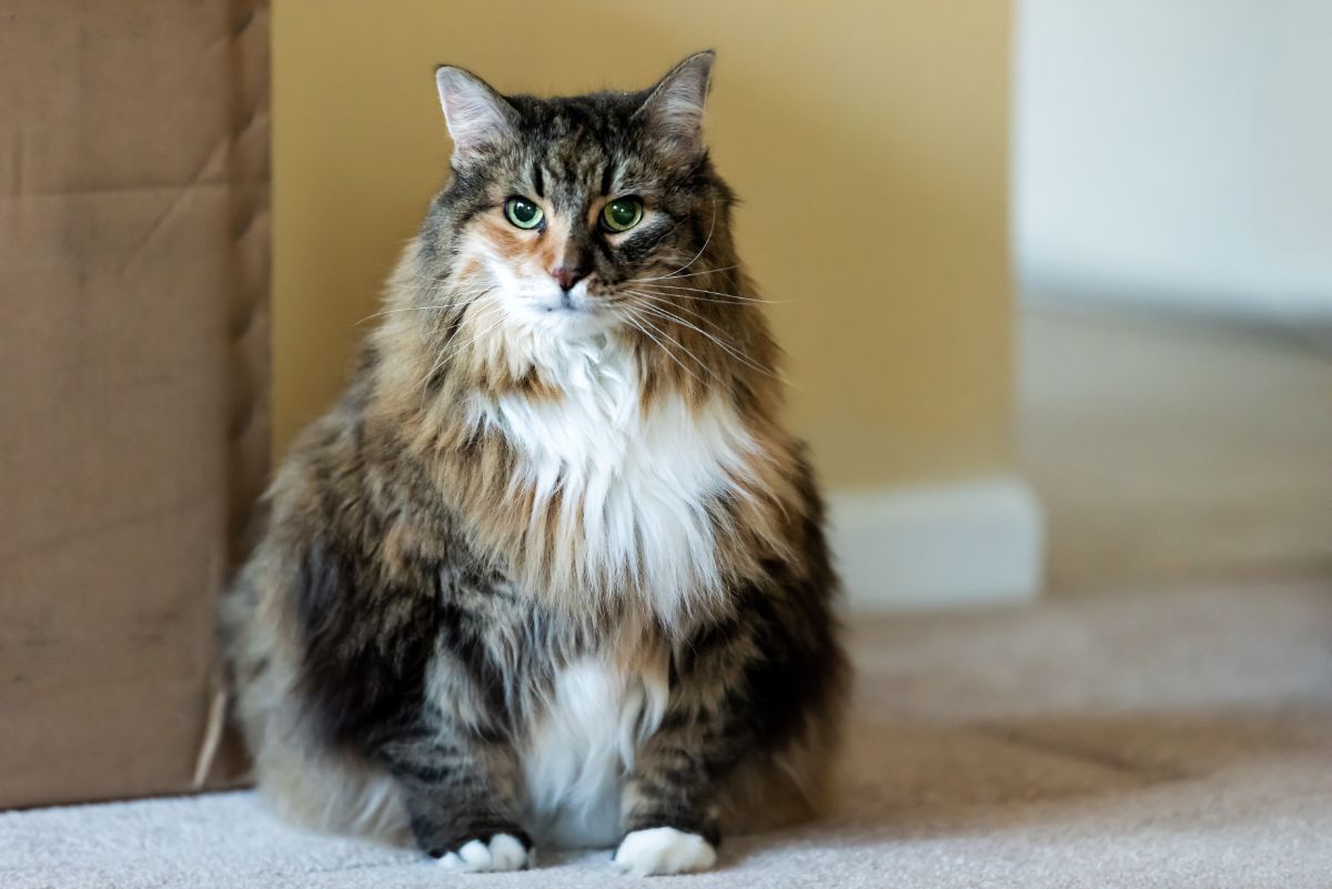 A fluffy pregnant maine coon cat sitting on the floor.