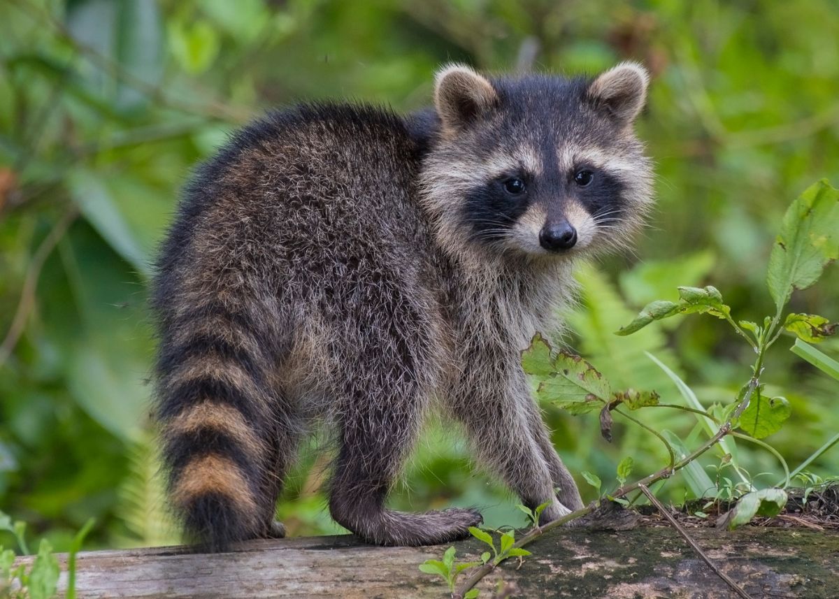 A cute raccoon standing on a wooden log.