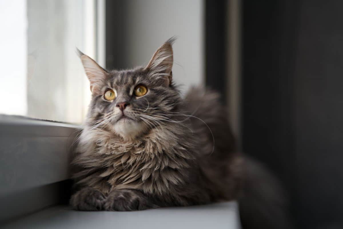 A gray fluffly maine coon kitten lying on a windowsill.