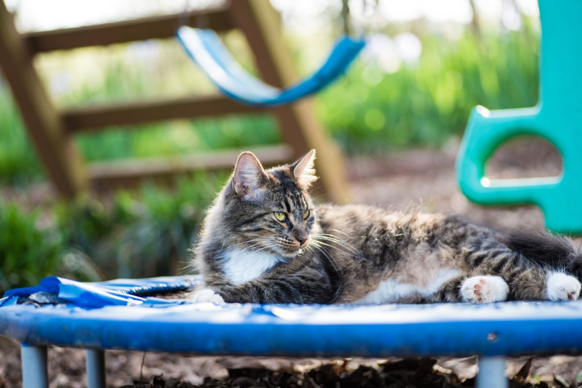 A gray maine coon lying and relaxing on a playground.