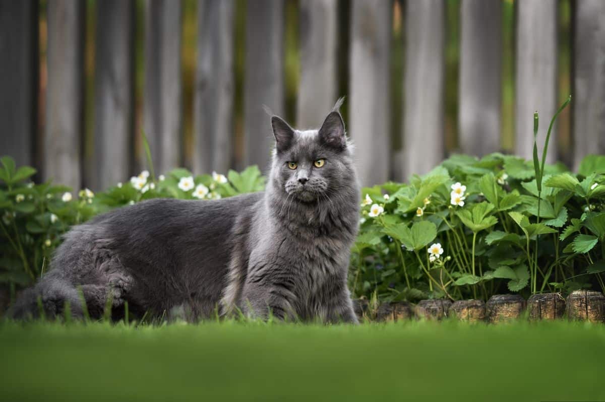 A beautiful gray maine coot cat standing on a green grass near flowering plants.