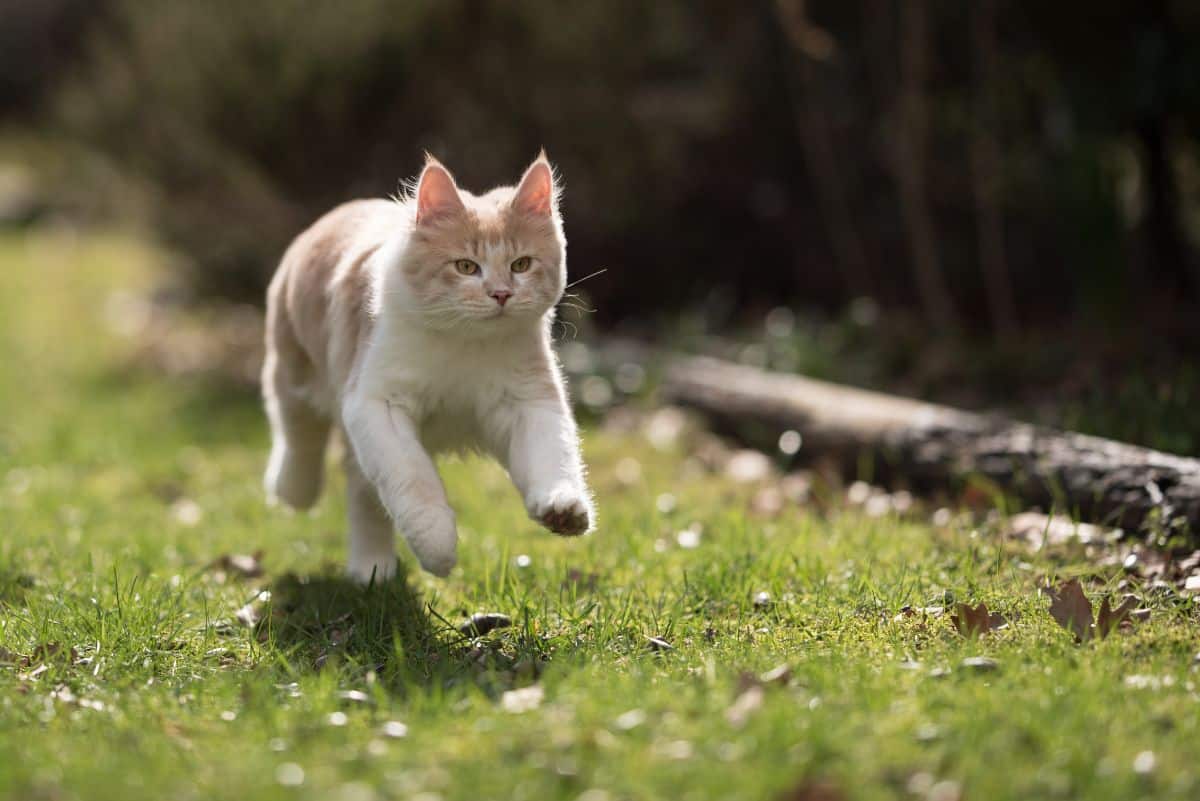 A young ginger maine coon running on a meadow.