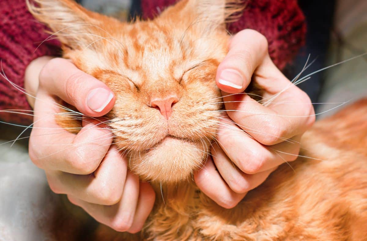 Woman's hands rubbing a face of a ginger maine coon cat.