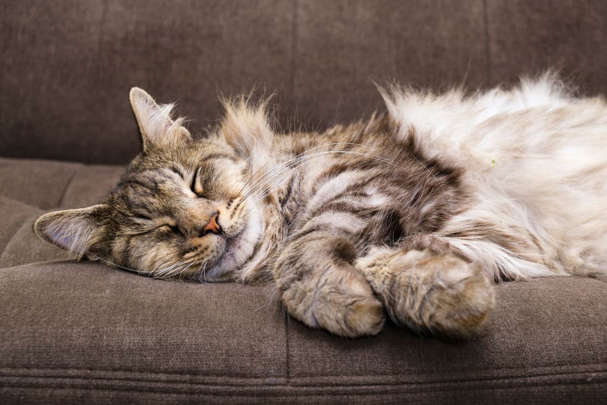 A brown fluffy maine coon sleeping on a couch.