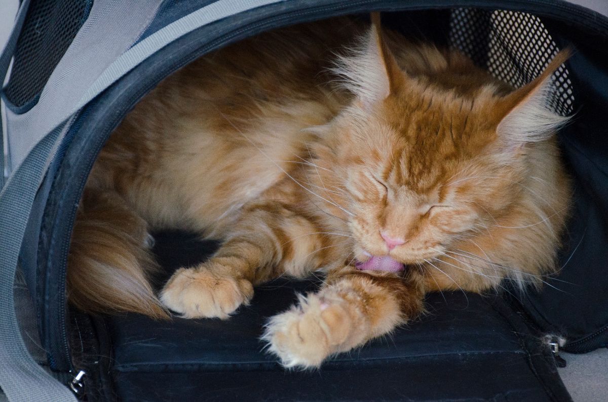 A ginger maine coon in a pet box sleeping with tongue out.