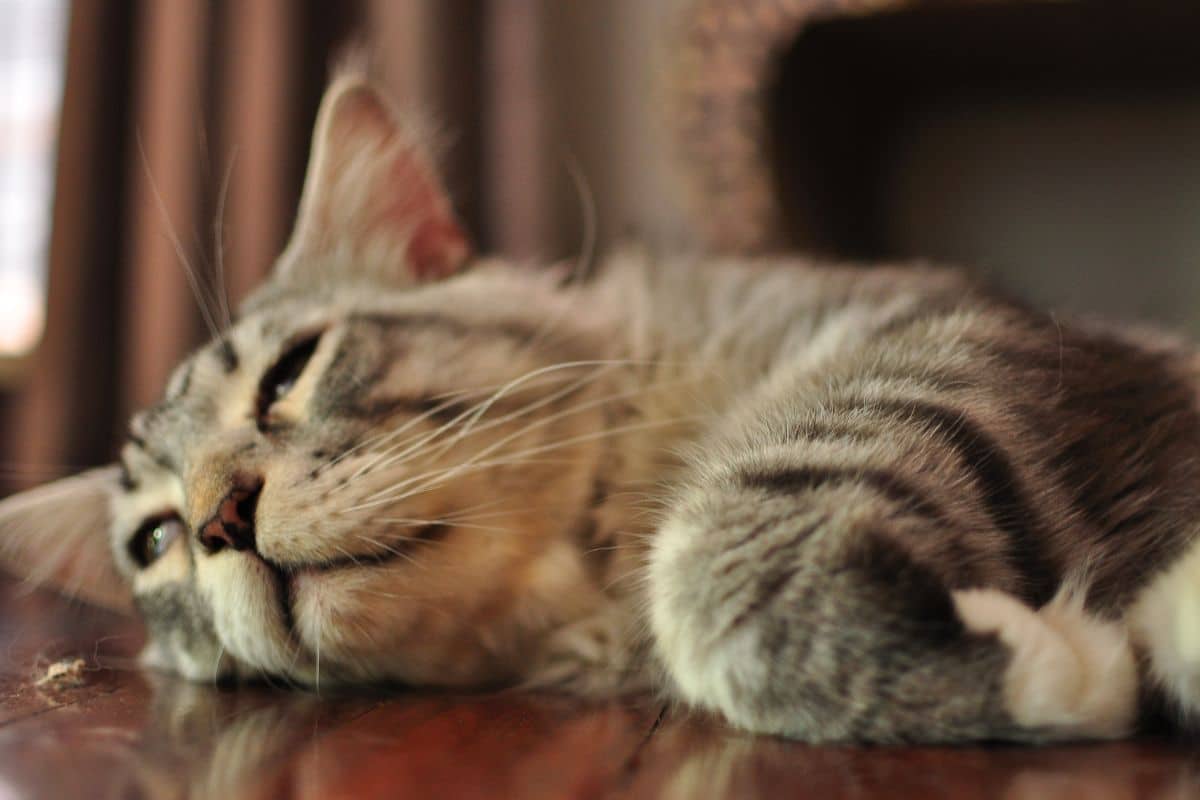 A gray maine coon lying on a floor.