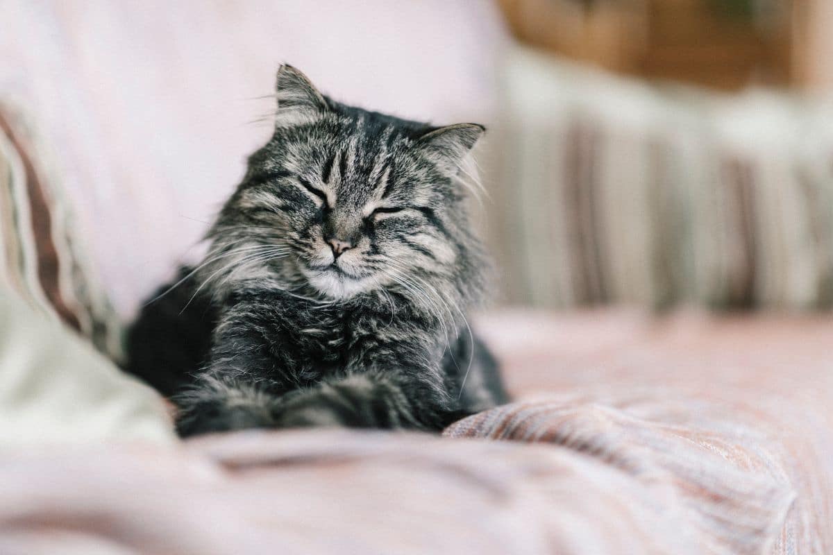 A sleepy tabby maine coon lying on a sofa.