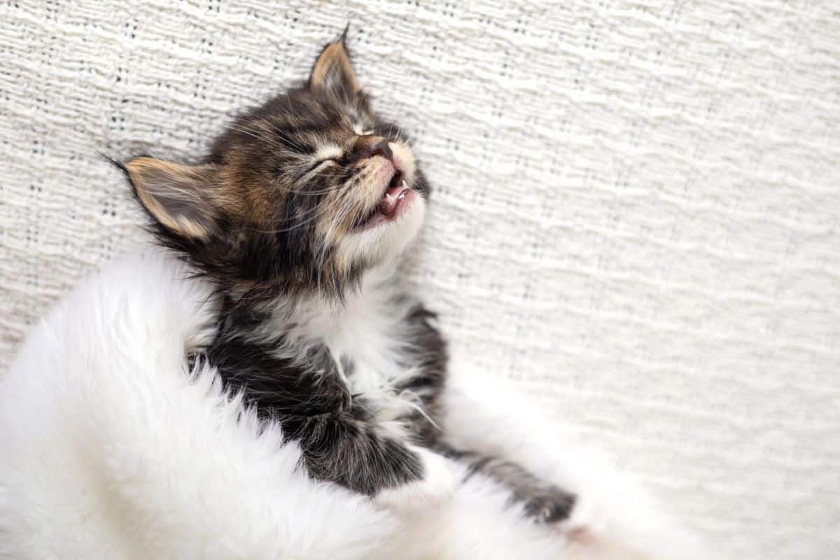 A cute black maine coon kitten sleeping with open mouth.