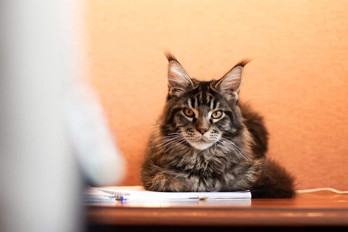 A browm maine coon lying on a notebook.