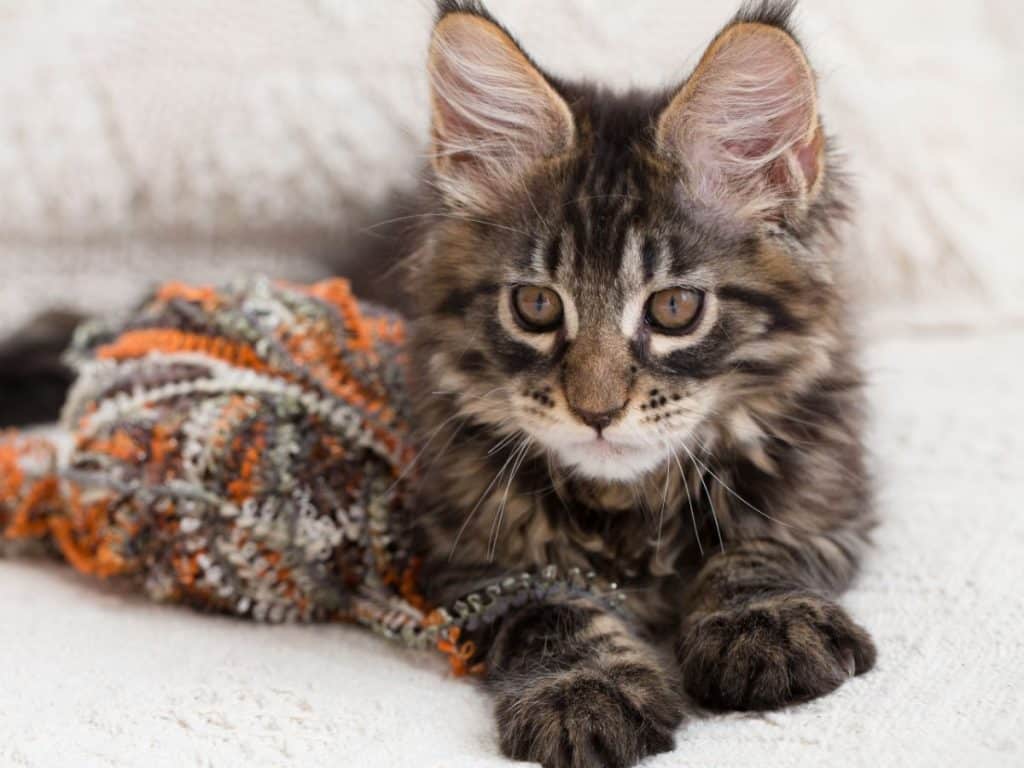 7 Reasons Why Your Maine Coon Stares at You (Explained)